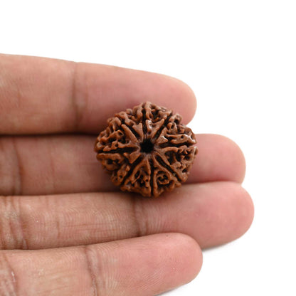 8 Mukhi Rudraksha (Nepal) 23.07 M.M.