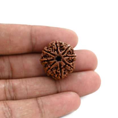 8 Mukhi Rudraksha (Nepal) 23.07 M.M.
