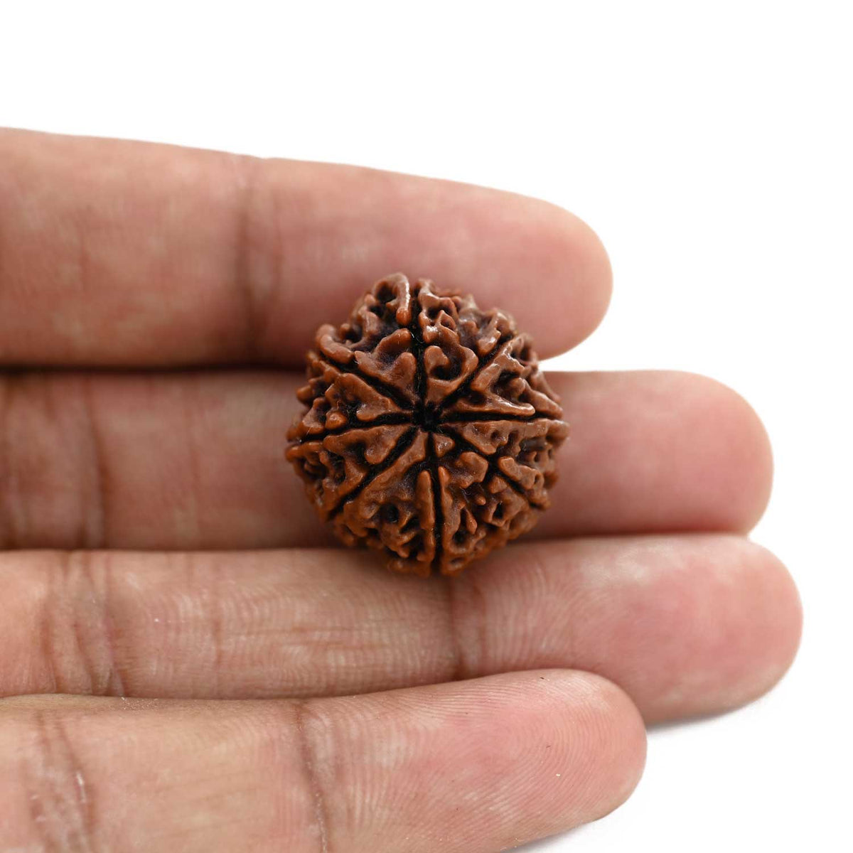 8 Mukhi Rudraksha (Nepal) 23.07 M.M.