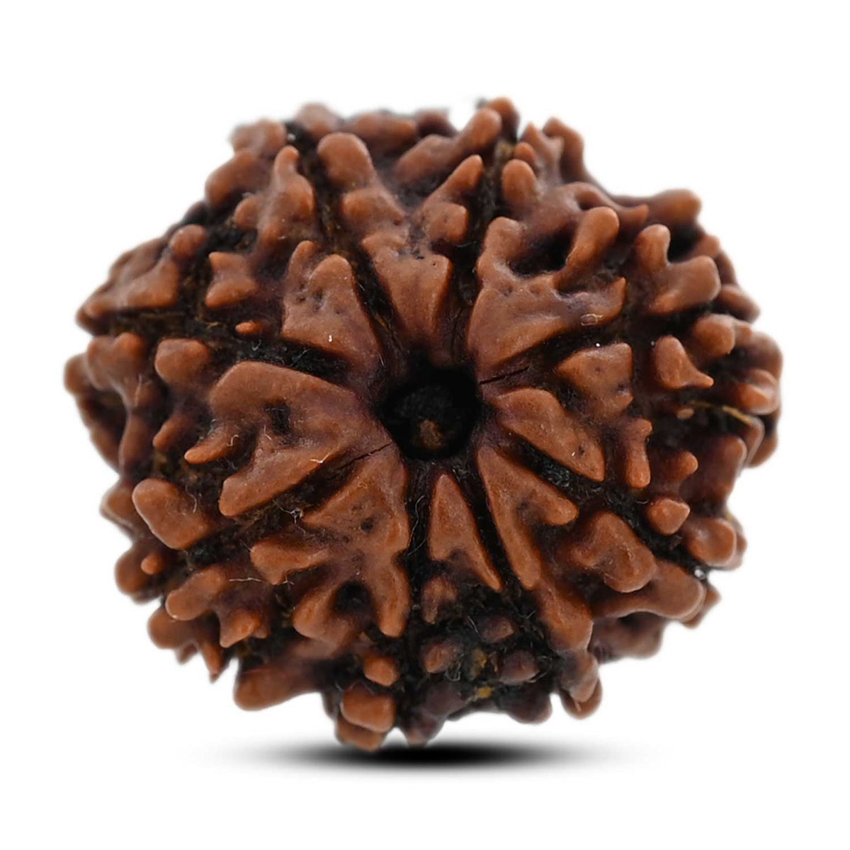 8 Mukhi Rudraksha (Nepal) 20.5 M.M.