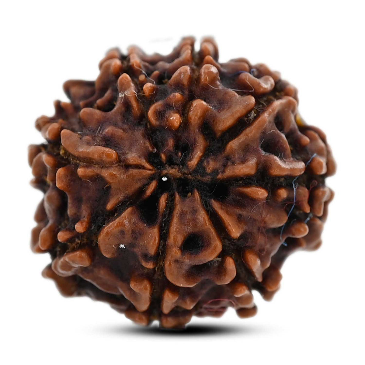 8 Mukhi Rudraksha (Nepal) 20.5 M.M.