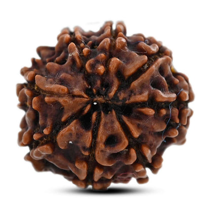 8 Mukhi Rudraksha (Nepal) 20.5 M.M.