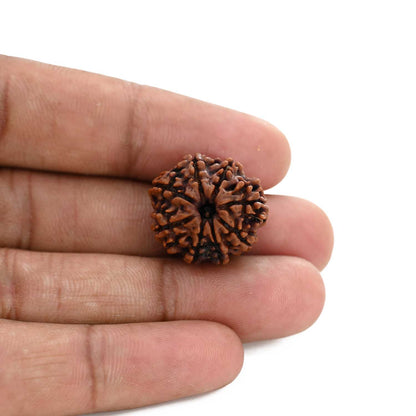 8 Mukhi Rudraksha (Nepal) 20.5 M.M.