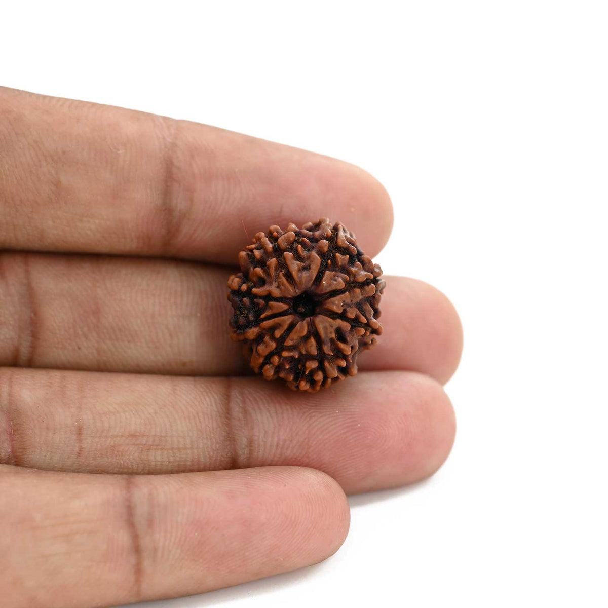 8 Mukhi Rudraksha (Nepal) 20.5 M.M.