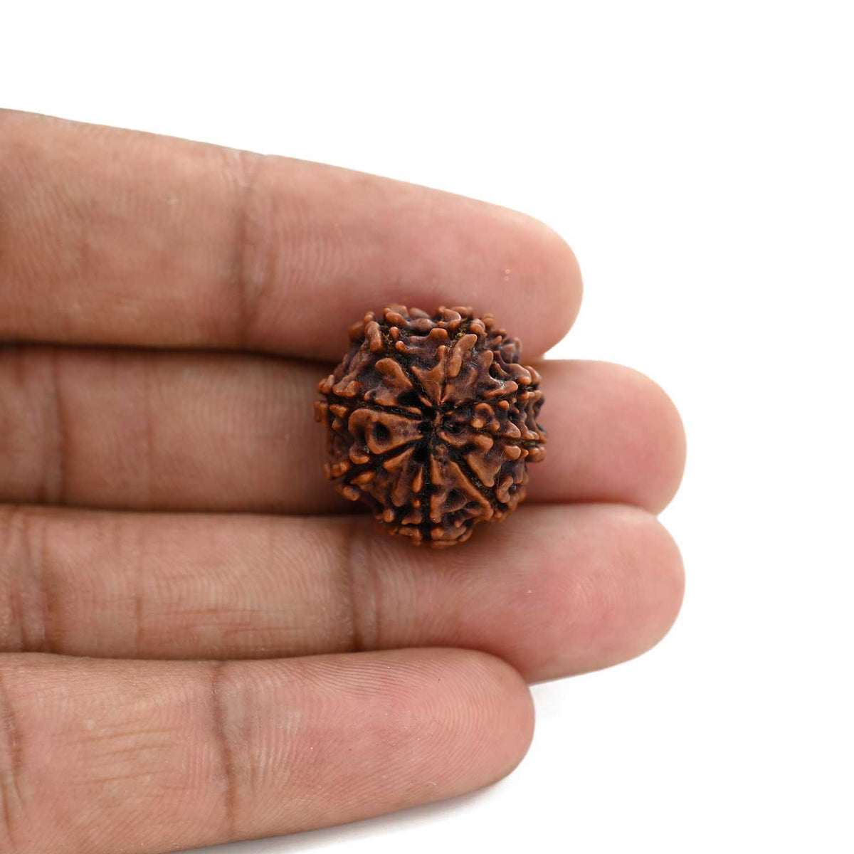 8 Mukhi Rudraksha (Nepal) 20.5 M.M.
