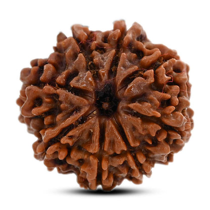 8 Mukhi Rudraksha (Nepal) 21.58 M.M.