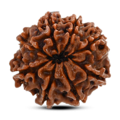 8 Mukhi Rudraksha (Nepal) 21.58 M.M.