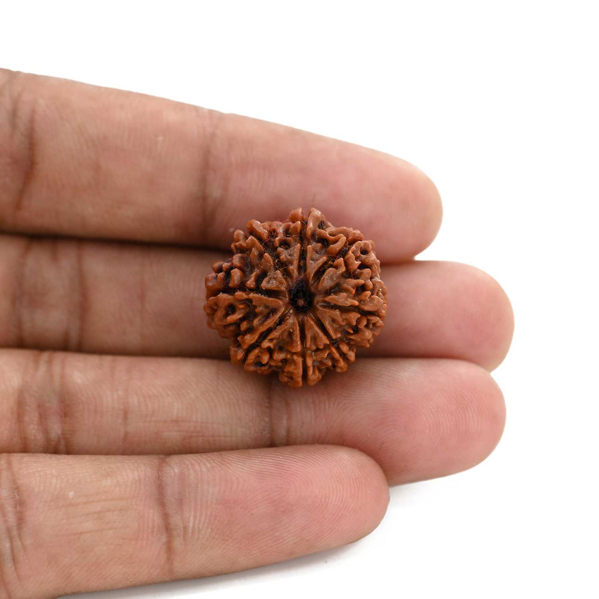 8 Mukhi Rudraksha (Nepal) 21.58 M.M.