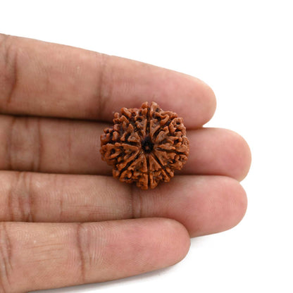 8 Mukhi Rudraksha (Nepal) 21.58 M.M.