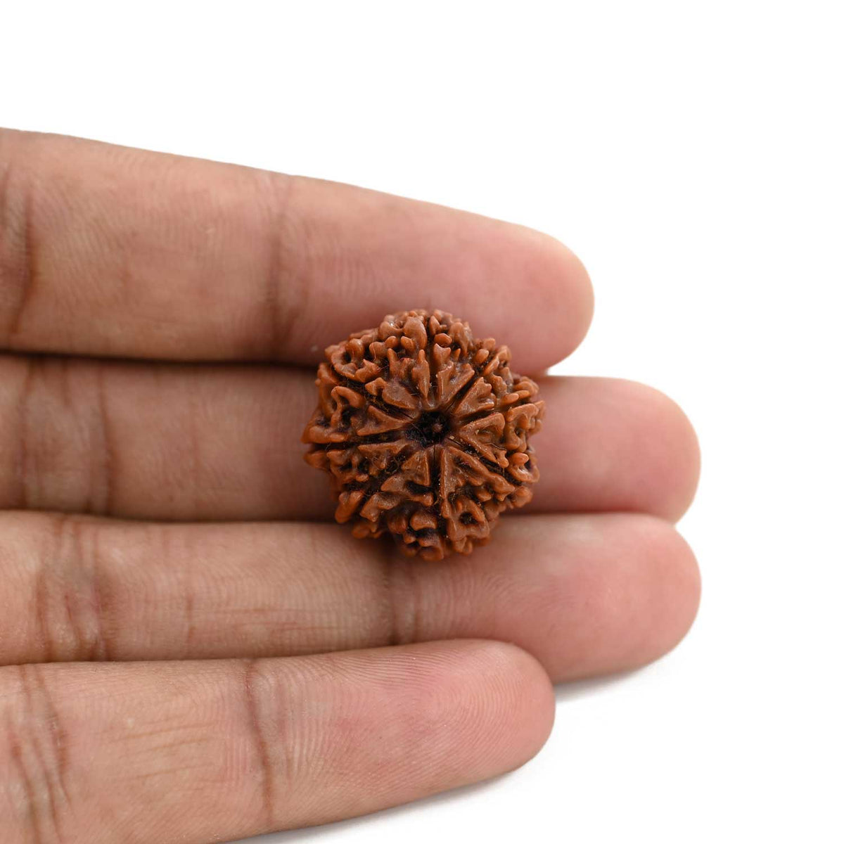 8 Mukhi Rudraksha (Nepal) 21.58 M.M.