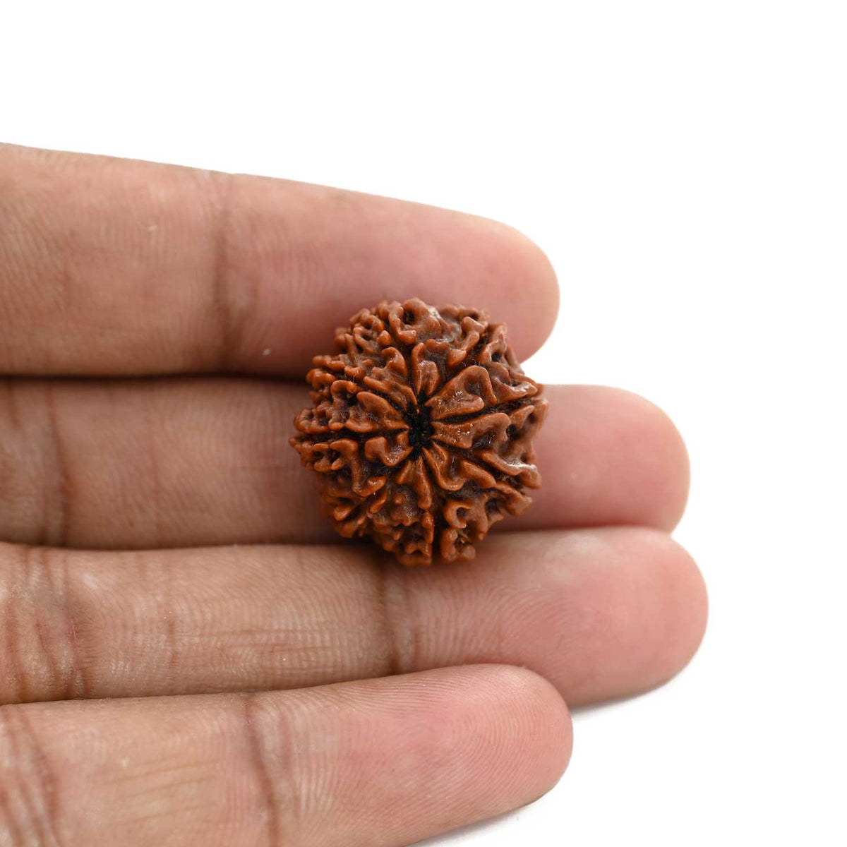 8 Mukhi Rudraksha (Nepal) 21.58 M.M.