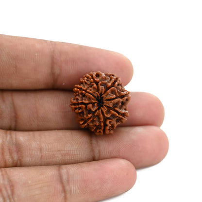 8 Mukhi Rudraksha (Nepal) 21.58 M.M.