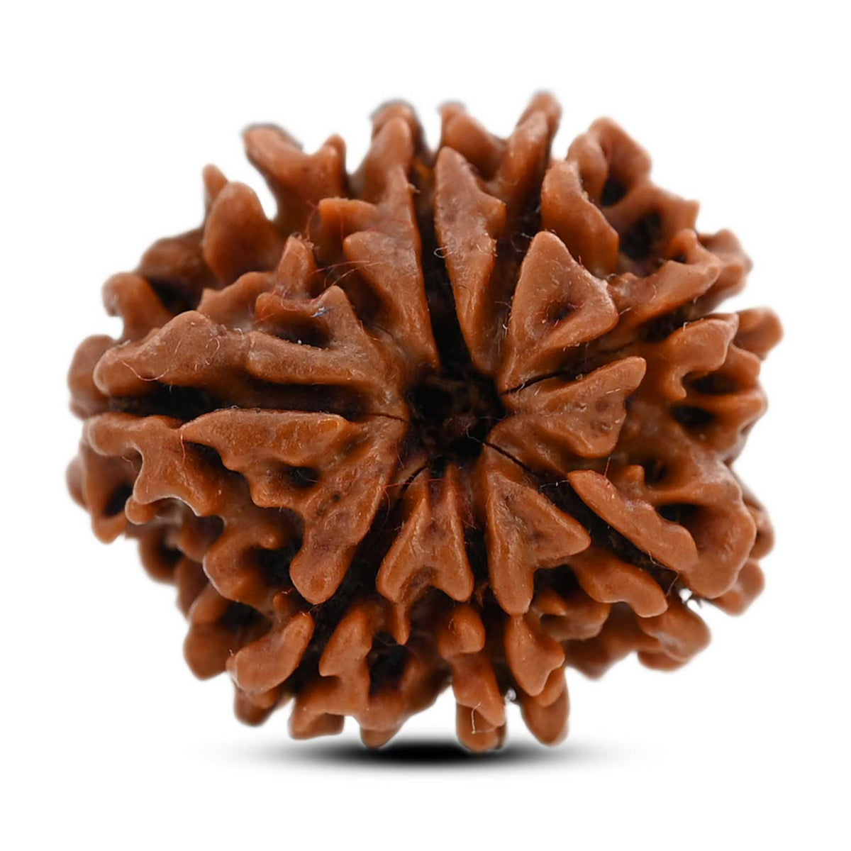8 Mukhi Rudraksha (Nepal) 21.25 M.M.