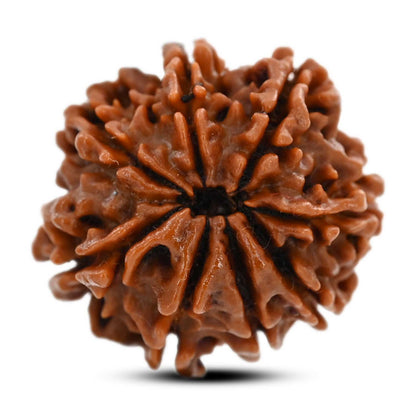 8 Mukhi Rudraksha (Nepal) 21.25 M.M.
