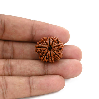 8 Mukhi Rudraksha (Nepal) 21.25 M.M.