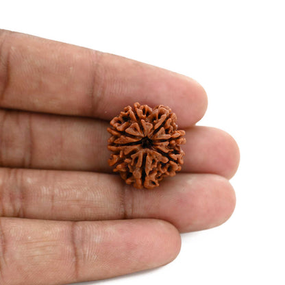 8 Mukhi Rudraksha (Nepal) 21.25 M.M.