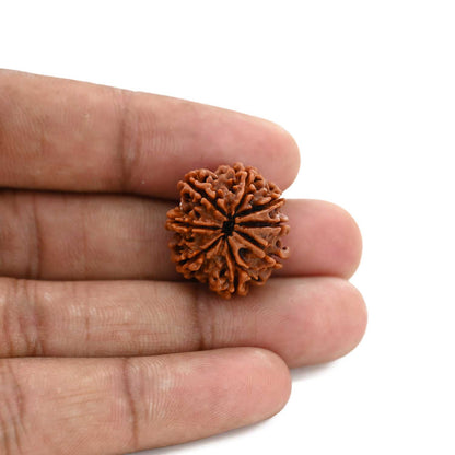 8 Mukhi Rudraksha (Nepal) 21.25 M.M.