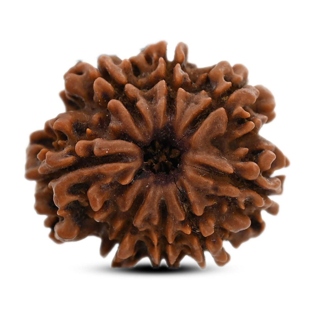 8 Mukhi Rudraksha (Nepal) 22.29 M.M.