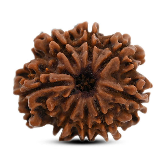 8 Mukhi Rudraksha (Nepal) 22.29 M.M.