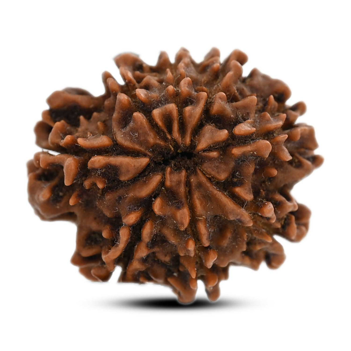 8 Mukhi Rudraksha (Nepal) 22.29 M.M.