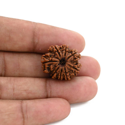 8 Mukhi Rudraksha (Nepal) 22.29 M.M.