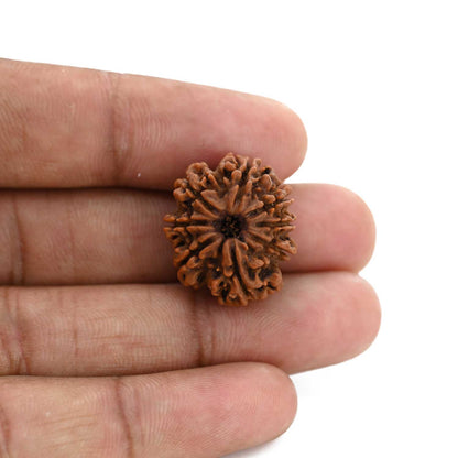 8 Mukhi Rudraksha (Nepal) 22.29 M.M.