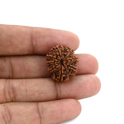 8 Mukhi Rudraksha (Nepal) 22.29 M.M.