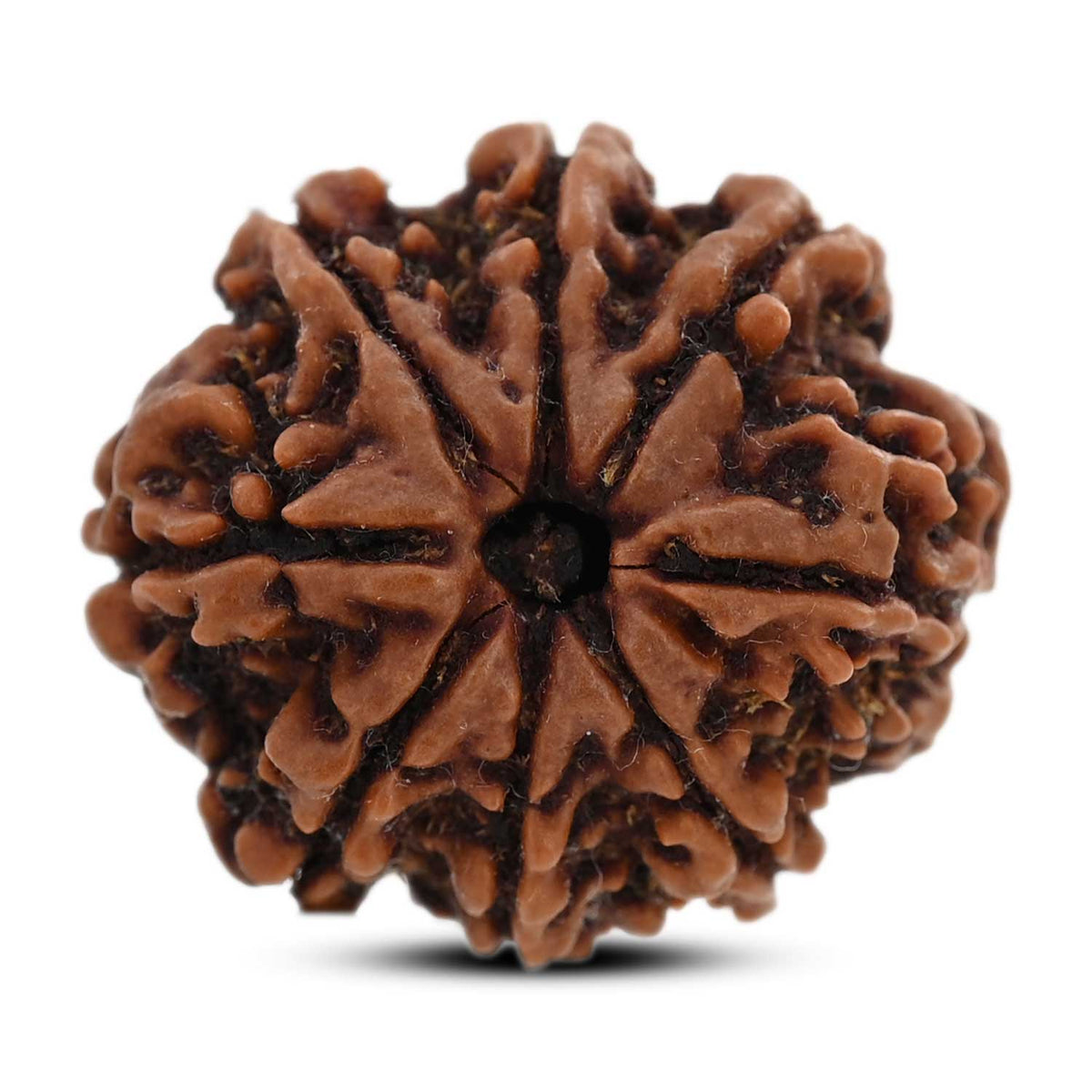 8 Mukhi Rudraksha (Nepal) 27.53 M.M.