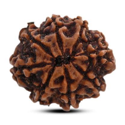 8 Mukhi Rudraksha (Nepal) 27.53 M.M.