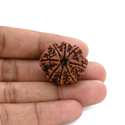 8 Mukhi Rudraksha (Nepal) 27.53 M.M.