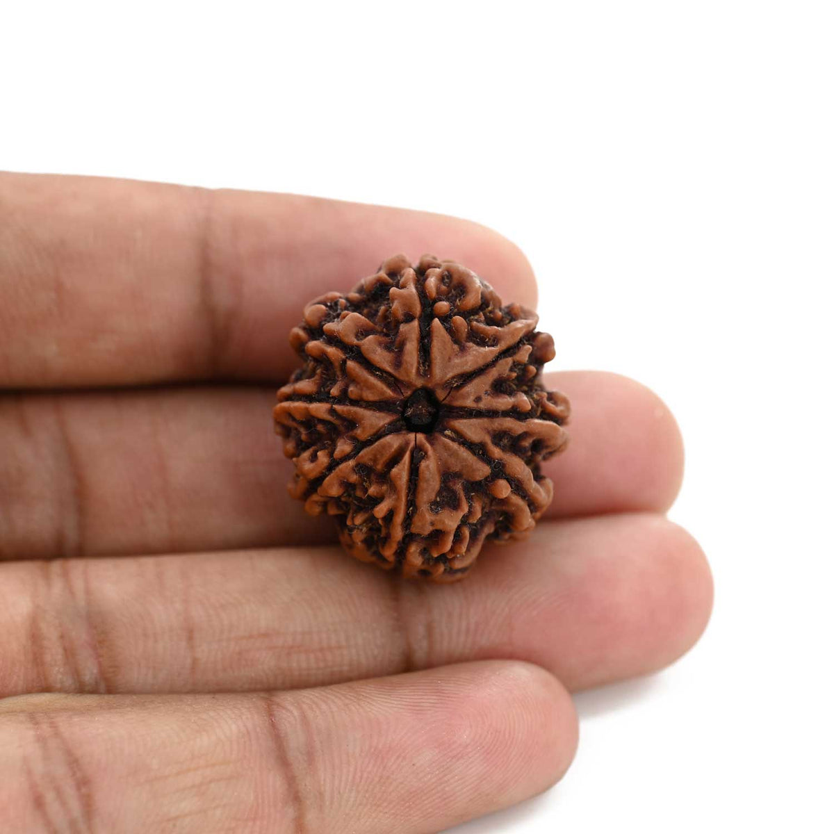 8 Mukhi Rudraksha (Nepal) 27.53 M.M.