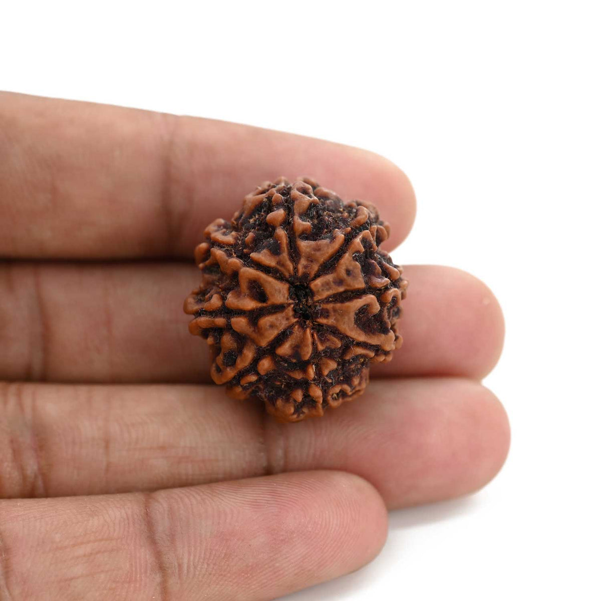 8 Mukhi Rudraksha (Nepal) 27.53 M.M.
