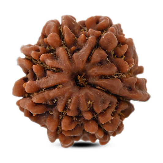 8 Mukhi Ganesh Rudraksha (Nepal) 21.3 M.M.