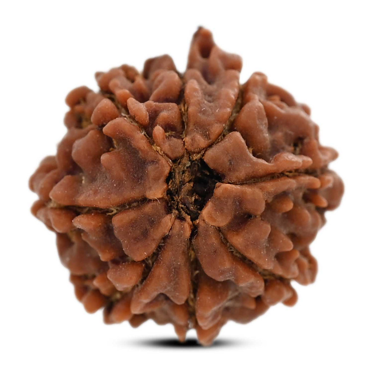 8 Mukhi Ganesh Rudraksha (Nepal) 21.3 M.M.