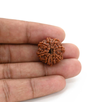 8 Mukhi Ganesh Rudraksha (Nepal) 21.3 M.M.
