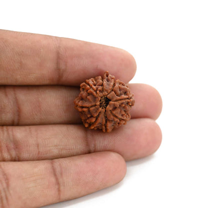 8 Mukhi Ganesh Rudraksha (Nepal) 21.3 M.M.