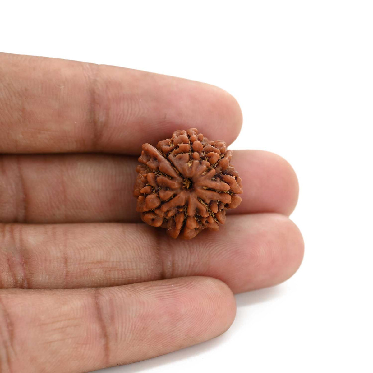8 Mukhi Ganesh Rudraksha (Nepal) 21.3 M.M.