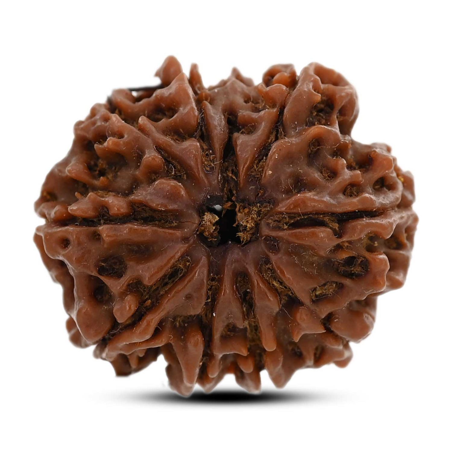 9 Mukhi Rudraksha (Nepal) 25.03 M.M.