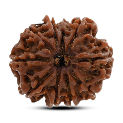 9 Mukhi Rudraksha (Nepal) 25.03 M.M.