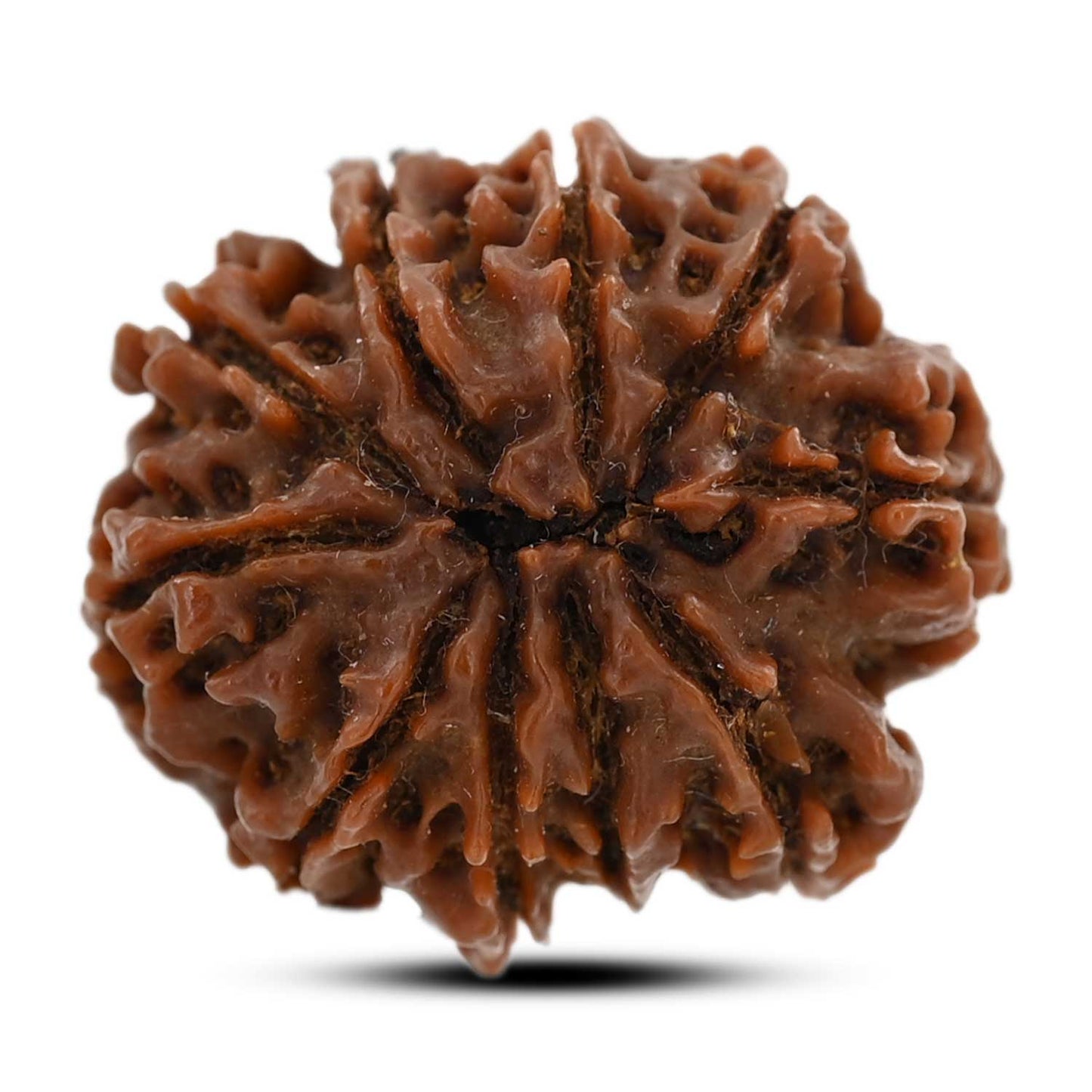 9 Mukhi Rudraksha (Nepal) 25.03 M.M.