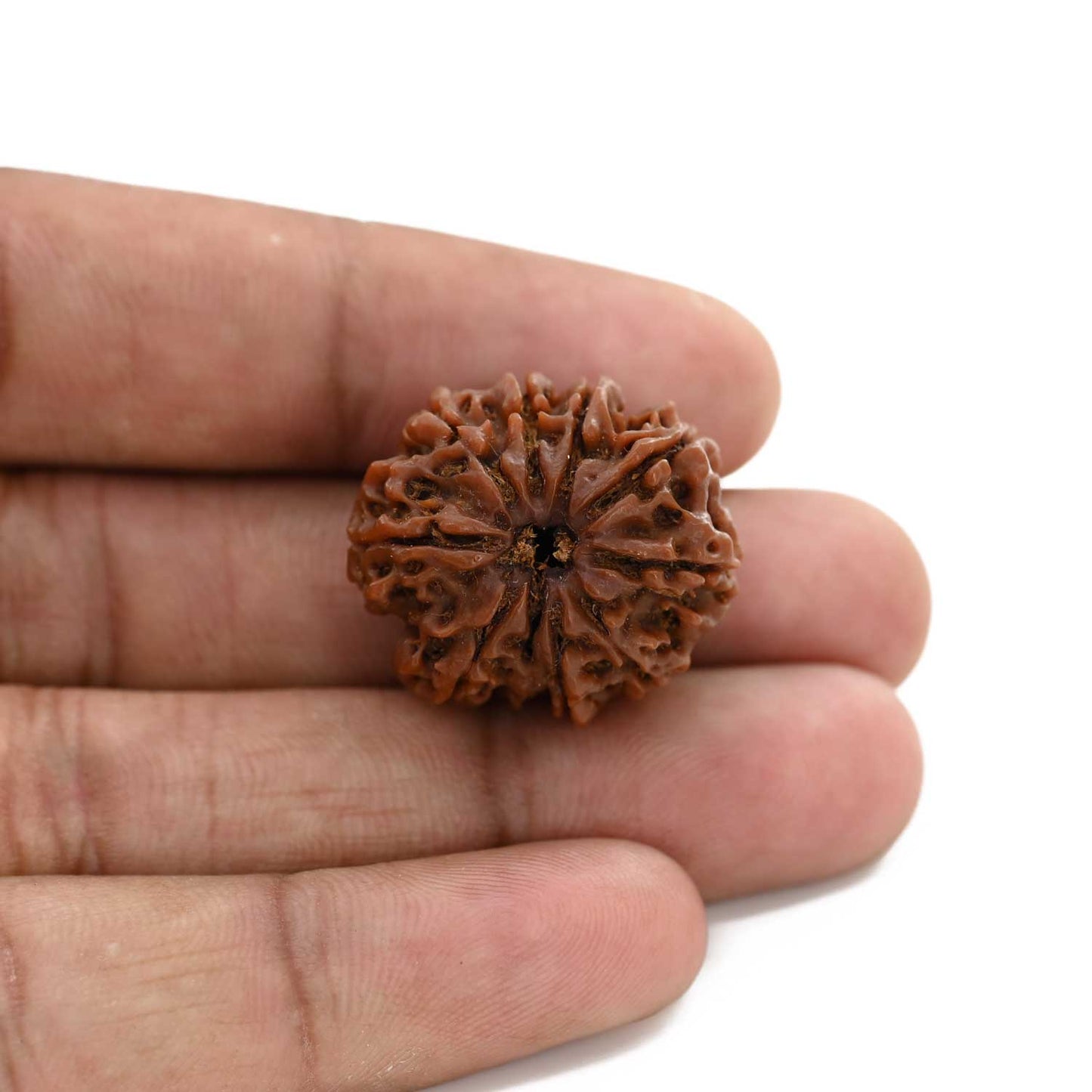 9 Mukhi Rudraksha (Nepal) 25.03 M.M.