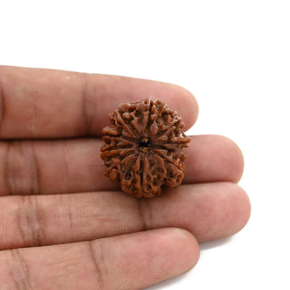 9 Mukhi Rudraksha (Nepal) 25.03 M.M.