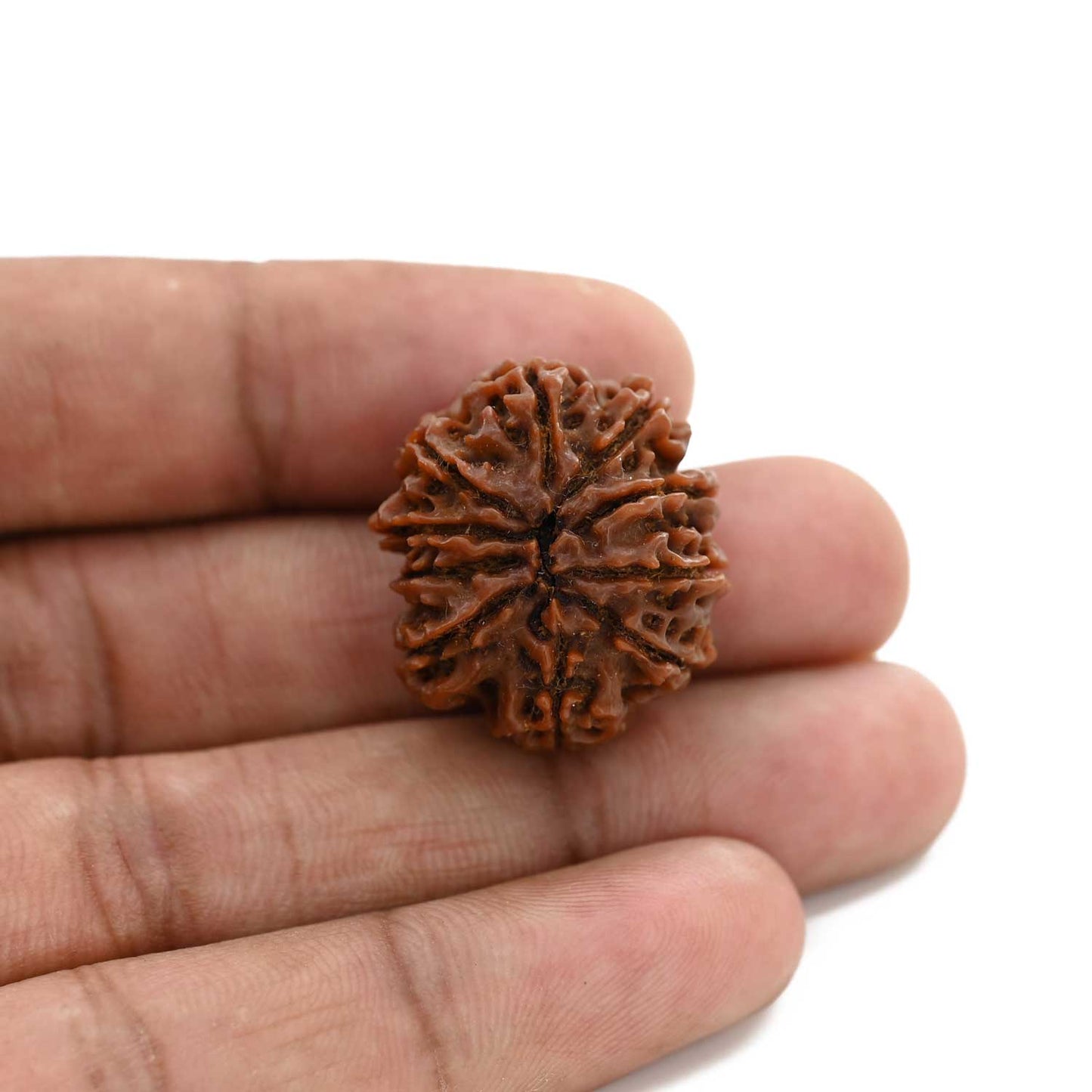 9 Mukhi Rudraksha (Nepal) 25.03 M.M.