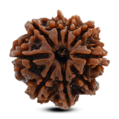 9 Mukhi Rudraksha (Nepal) 21.55 M.M.