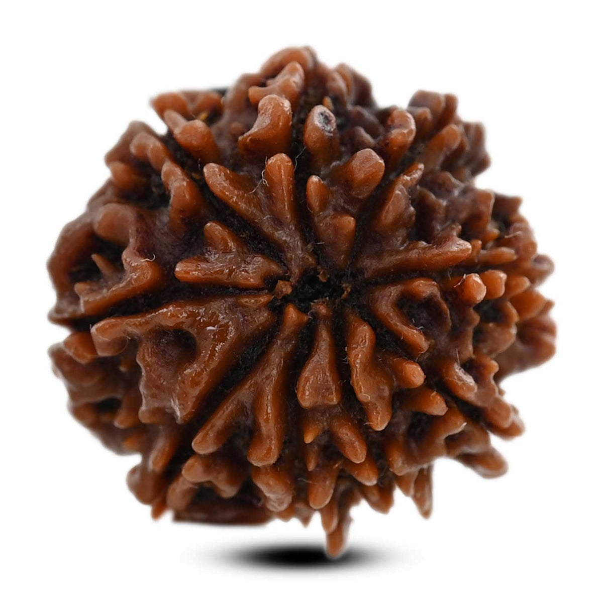 9 Mukhi Rudraksha (Nepal) 21.55 M.M.