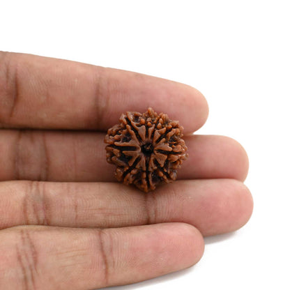 9 Mukhi Rudraksha (Nepal) 21.55 M.M.