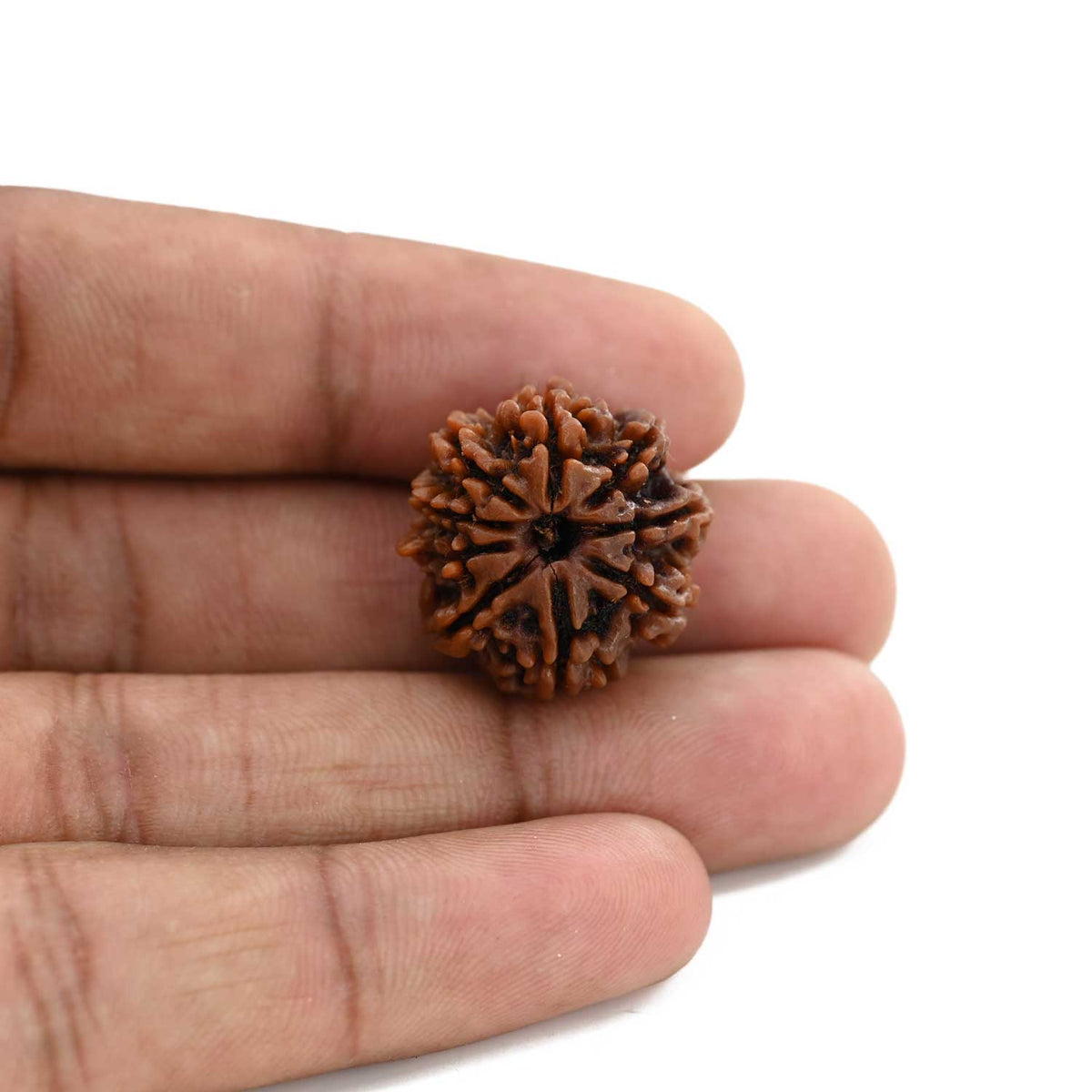 9 Mukhi Rudraksha (Nepal) 21.55 M.M.