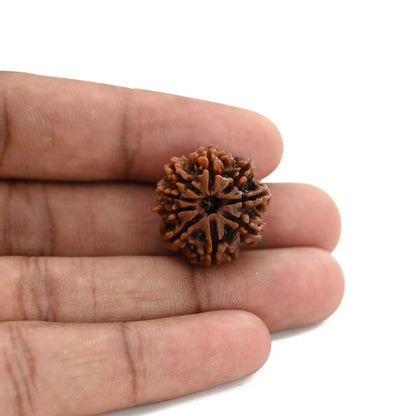 9 Mukhi Rudraksha (Nepal) 21.55 M.M.