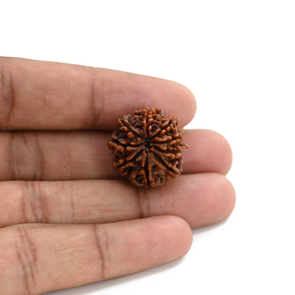 9 Mukhi Rudraksha (Nepal) 21.55 M.M.