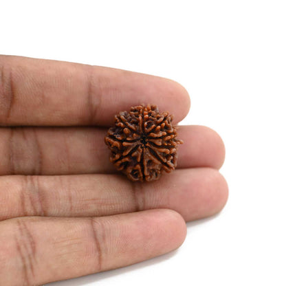 9 Mukhi Rudraksha (Nepal) 21.55 M.M.
